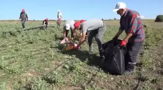 İlk hasat sevinci... Yağlık ayçiçeği ve tıbbi aromatik bitkilerde hasat dönemi başladı