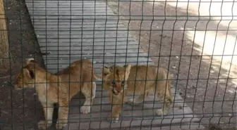 Mühürlenen hayvanat bahçesine mehterli açılış