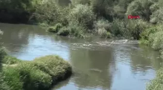 SİMAV ÇAYI'NDAKİ KİRLİLİK VE KOKUYA TEPKİ