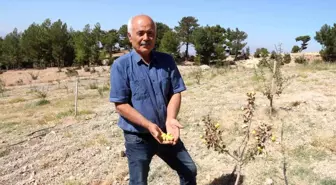 Alıç bahçesini traktörle sürüp tahrip ettiler