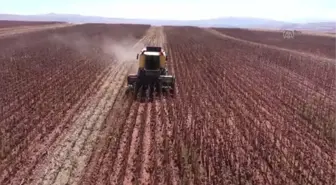 Hibe tohumla yağlık ayçiçeği ekimine yönelen üreticiler verimden memnun