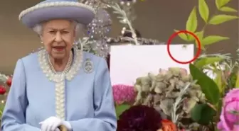 2. Elizabeth'in tabutu üzerindeki örümcek bile gündem oldu! Twitter'da hayvanla alakalı birbirinden eğlenceli yorumlar yapıldı