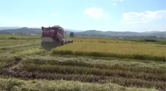 Sinop'ta çeltik hasadına başlandı