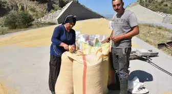 Konya haberi... Çeltik hasadına başlandı