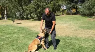 TBMM'nin 'kahraman' köpekleri