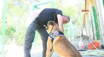TBMM'NİN 'KAHRAMAN' KÖPEKLERİ
