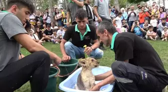 Yavru aslan Alex banyo yaptı, vatandaşlar ilgi ile izledi