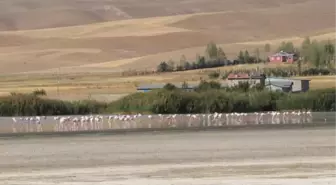 FLAMİNGOLAR KURAKLIĞA RAĞMEN ERÇEK GÖLÜ'NDE