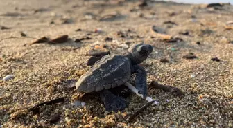 Mersin kültür sanat haberi... Mersin'de yumurtalarından çıkan deniz kaplumbağası yavruları suyla buluştu