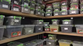 Mevsim geçişinde hasta olanlara yeşil çay tavsiyesi