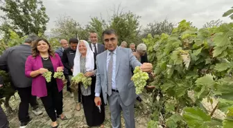 Karabük haberleri... Safranbolu'da tescilli 'çavuş üzümü' hasadına başlandı