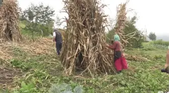 Karadeniz kadınının tarladan sofraya 'mısır unu' mesaisi