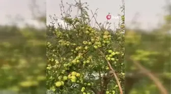 Niğde haberleri... Niğde'de dolu yağışı elmalara zarar verdi