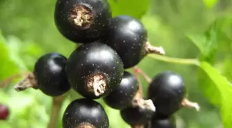 Siyah kuşburnu meyve özütünün, göğüs kanseri hücrelerini yüksek oranda yok ettiği belirlendi