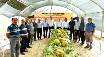 Başkan Çınar, kavun hasadına katıldı