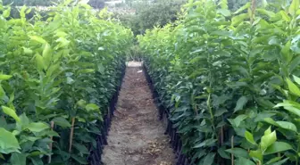 Son dakika haber... FÜAB Başkanı Nallı: 'Neyi üretip neyi üretemeyeceğimize yurt dışındaki ıslahçı hakkı sahibi kişi karar veriyor'