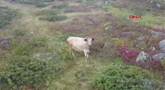 SİSTE KAYBOLAN HAYVANLARINI, DRONE İLE BULDU