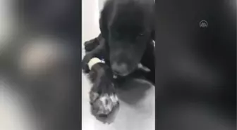 ZONGULDAK - Öğrencilerin çöp konteynerinde bulduğu köpek tedaviye alındı