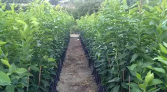 Fidan Üreticileri Alt Birliği Başkanı Nallı: 'Tescil Sorunu Nedeniyle Fidan İhracatımız Zarar Görüyor'