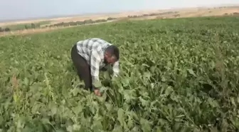 Kars yerel haberi... Kars'ta Pancar Üreticileri Yükselen Üretim Maliyetinden Yakınıyor