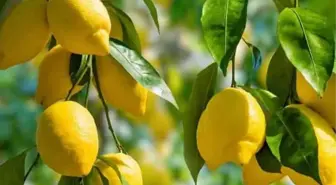 Limon meyve mi sebze mi? Limonun faydaları nelerdir?