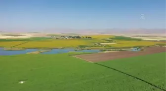 Ağrı gündem haberleri | Mevsimlik tarım işçileri Ağrı'da ayçiçeği mesaisinde