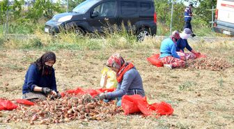 Tekirdağ ekonomi haberi: Tekirdağ soğanı coğrafi işaret aldı: 3 bin ton ürün bekleniyor
