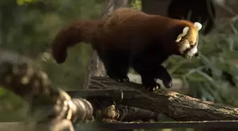 Fotoğraf: Ljubljana Hayvanat Bahçesi'nde Kırmızı Panda Nüfusu Artıyor