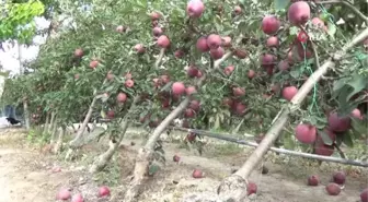 Şiddetli yağış yüzlerce elma ağacını kökünden kırdı