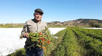 Üreticinin kırağı korkusu naylon gerdirdi