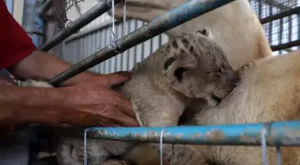 Gazze Hayvanat Bahçesi Yeni Doğan 3 Aslan Yavrusuna Merhaba Dedi