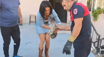 MAHSUR KALAN YAVRU KEDİ İÇİN SEFERBER OLDULAR