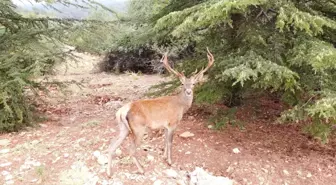 Restoran şefinin geyikle muhabbeti güldürdü