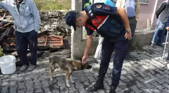 Yangında 5 yavrusunu kaybeden köpek yanan evin enkazından ayrılmıyor