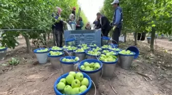 Elma bahçelerinde hasat hareketliliği