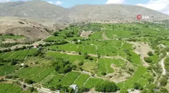 İki asırlık bağlarda tescilli Cimin üzümü hasadı devam ediyor