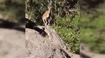 Dağ keçileri böyle görüntülendi