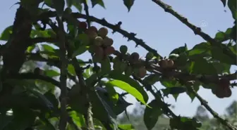 Kenya'da Uluslararası Kahve Günü