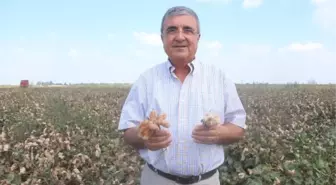 RENKLİ PAMUKLAR BU YIL 3 BİN DÖNÜME EKİLDİ; HEDEF, AVRUPA VE ABD MARKALARI