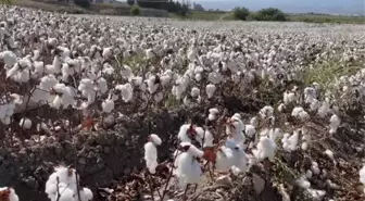 Amik Ovası'nda hasadı süren pamuktan yüksek rekolte beklentisi