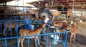 Üniversiteden mezun olup döndüğü köyünde süt çiftliği kurduGünde 250 litre süt üretip müşterilerine kapı kapı dağıttırıyor