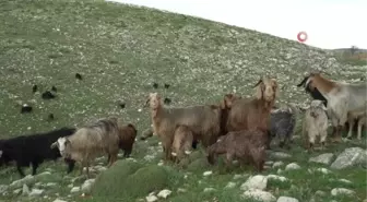 Üretim tamamlandı, göçerler yaylalardan indi