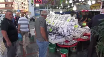 KARADENİZ'DE PALAMUT BOLLUĞU; FİYATI GERİLEDİ