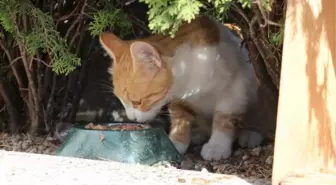 MECLİS'İN 'AFACANLARI'