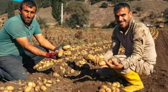 Patateste 40 bin tona yakın rekolte bekleniyor