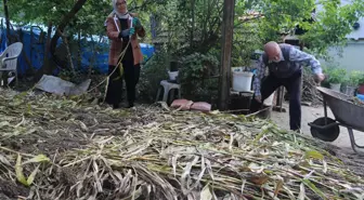 Şeker kamışı posasının yalıtım malzemesi olarak kullanılması için çalışma yürütülüyor