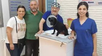 Adana gündem haberi | Adana'da köpeğin mesanesinden 55 taş çıkartıldı