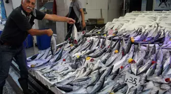 Karadeniz'de palamut 'hamsi bolluğunda'