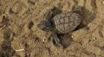 KUŞADASI'NDA YOLUNU ŞAŞIRAN 67 CARETTA CARETTA YAVRUSU DENİZLE BULUŞTURULDU