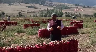 Yozgat haberleri: Soğan Hasadının Devam Ettiği Yozgat'ta Üreticiler Girdi Maliyetlerinden Yakındı